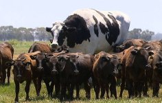 big-cow.jpg